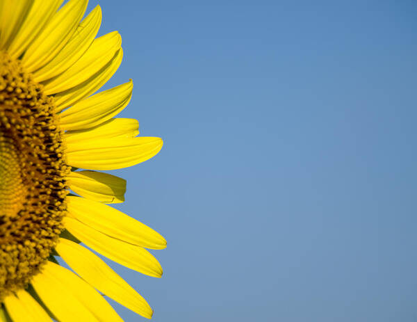 Sunflower Art Print featuring the photograph Sunflower by Paige Sims