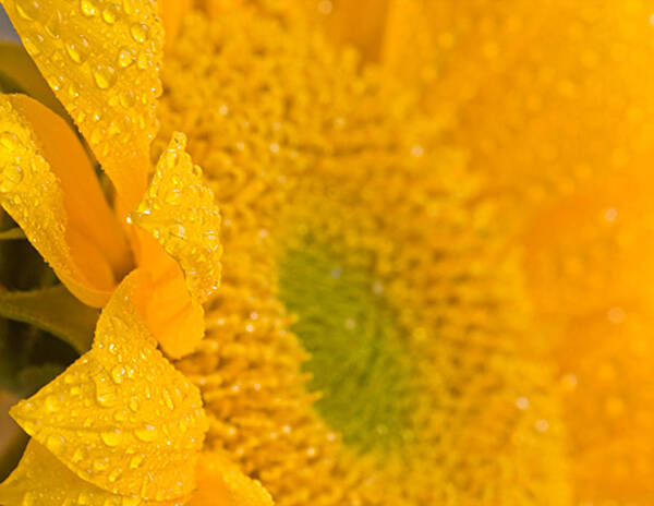Nature Art Print featuring the photograph Sunflower Raindrops by Joan Herwig