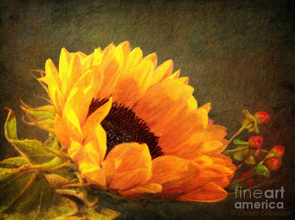 Sunflower Art Print featuring the digital art Sunflower - You Are My Sunshine by Lianne Schneider
