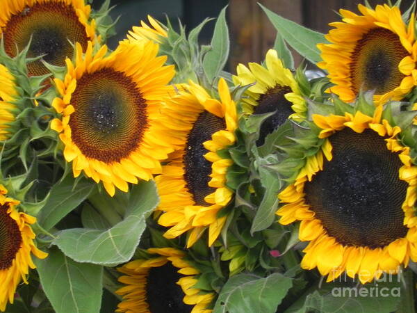 Photography Art Print featuring the photograph Sunflowers by Chrisann Ellis