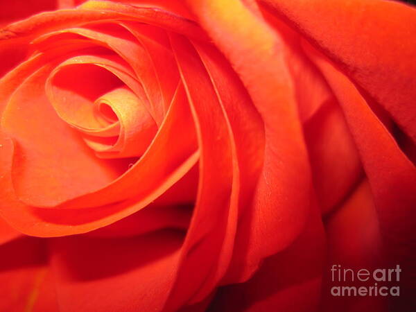 Floral Art Print featuring the photograph Sunkissed Orange Rose 7 by Tara Shalton