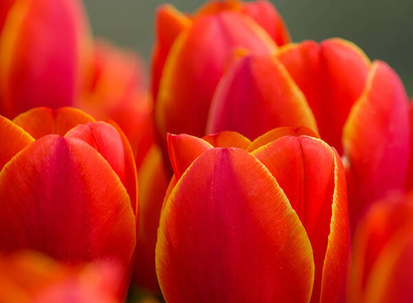 Sunkissed Tulips Art Print featuring the photograph Sunkissed Tulips by Jordan Blackstone