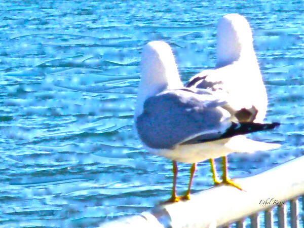 Seagulls.seagull Art Art Print featuring the photograph Sunning by Ethel Rossi