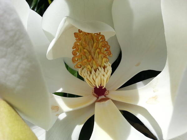 Magnolia Art Print featuring the photograph Sunny and Shy Magnolia by Caryl J Bohn
