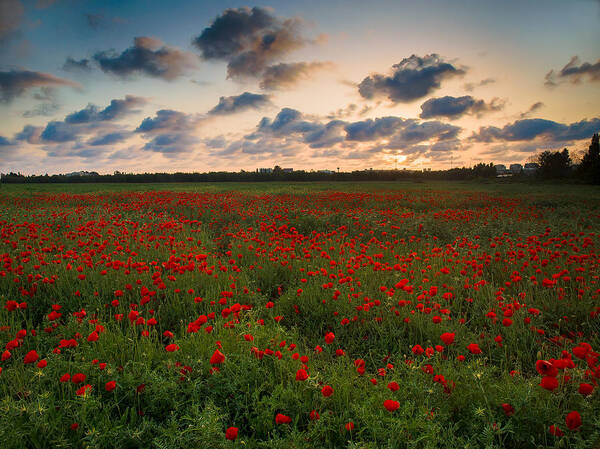 Poppy Art Print featuring the photograph Sunset and Poppies by Meir Ezrachi