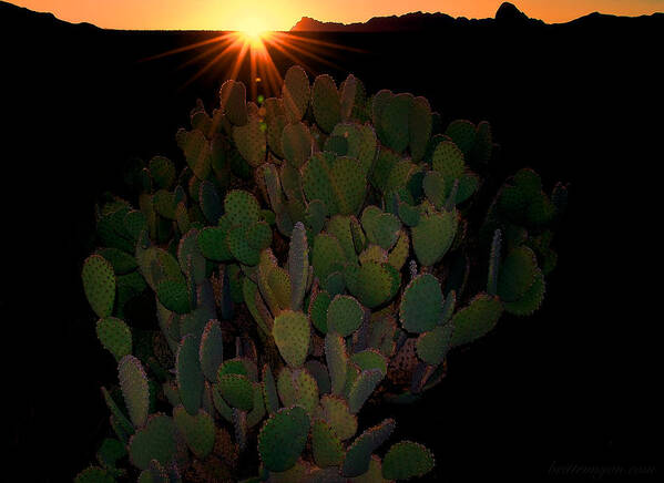 Sunset Art Print featuring the photograph Sunset Cactus by Britt Runyon