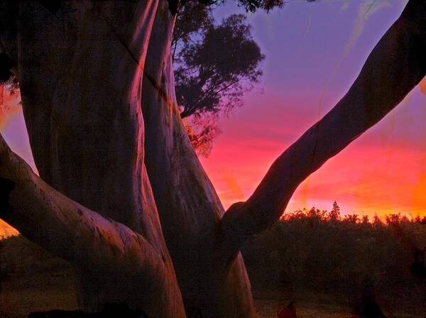 Trees Art Print featuring the photograph Sunset Madrone 3 by Anne Thurston