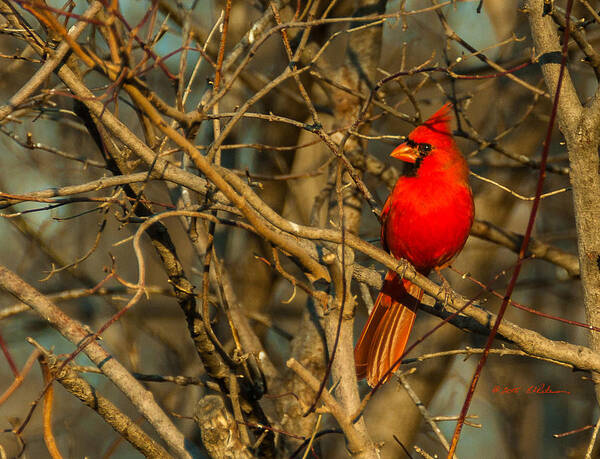 Winter Scene Art Print featuring the photograph Sunset On A Norhern Cardinal by Ed Peterson