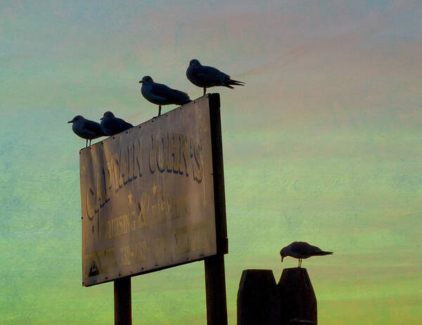Seagull Art Print featuring the photograph Sunset On The Sign by Gary Slawsky