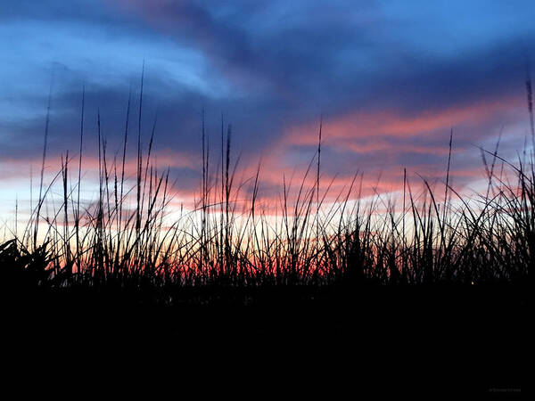 Sunset Reeds Art Print featuring the photograph Sunset Reeds by Dark Whimsy