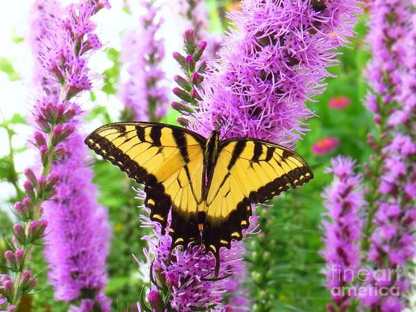 Yellow Butterfly Art Print featuring the photograph Swallowtail Butterfly by Scott Cameron