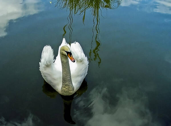 Bird Art Print featuring the photograph Swan by Paulo Goncalves