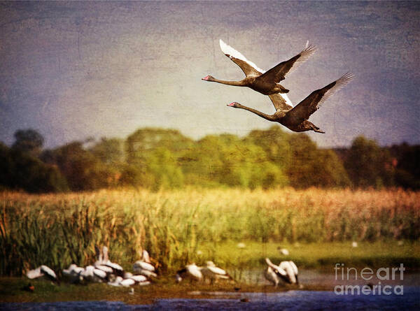 Black Swans Art Print featuring the photograph Swans In Flight by Kym Clarke