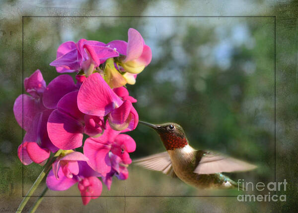 Nature Art Print featuring the photograph Sweet Pea Hummingbird II by Debbie Portwood