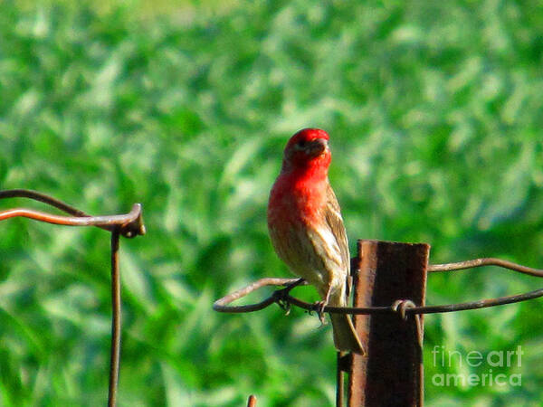 Bird Art Print featuring the photograph Sweet Red by Tina M Wenger
