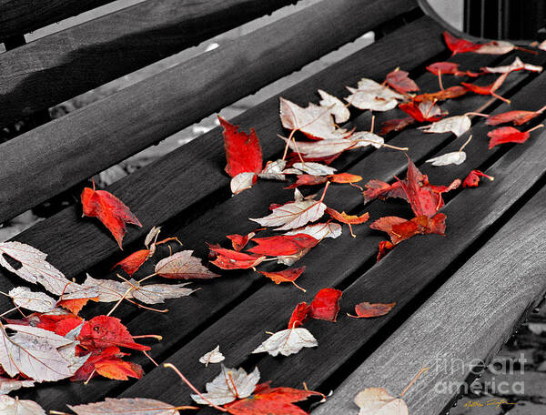 Fall Leaves Art Print featuring the photograph Sylva Bench 2003 by Matthew Turlington