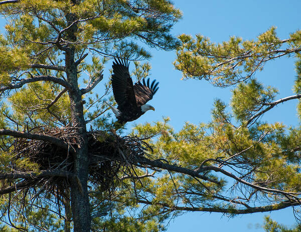 Bald Eagle Art Print featuring the photograph Taking Flight by Brenda Jacobs