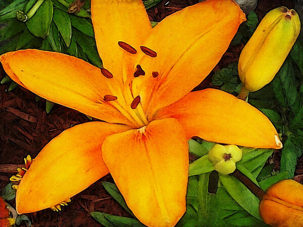 Asiatic Lily Art Print featuring the photograph Tangerine Asiatic Lily by Shawna Rowe