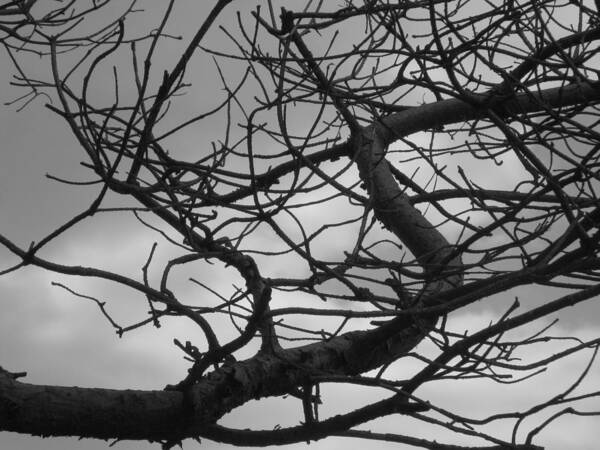  Black And White Art Print featuring the photograph Tangled by the Wind by Bill Tomsa