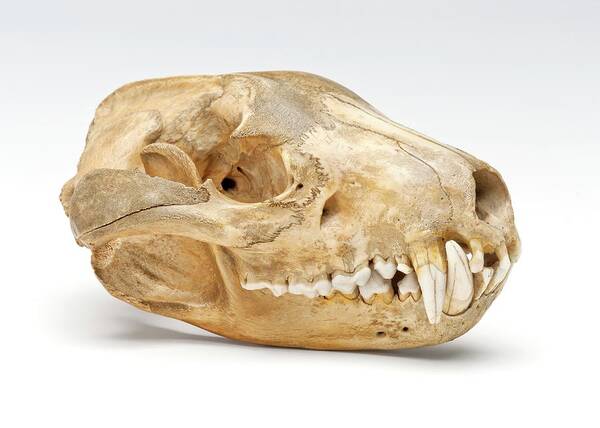 Tasmanian Devil Skull Art Print by Ucl, Grant Museum Of Zoology - Science  Photo Gallery