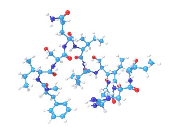 Antibacterial Art Print featuring the photograph Teixobactin Antibiotic Molecule by Indigo Molecular Images