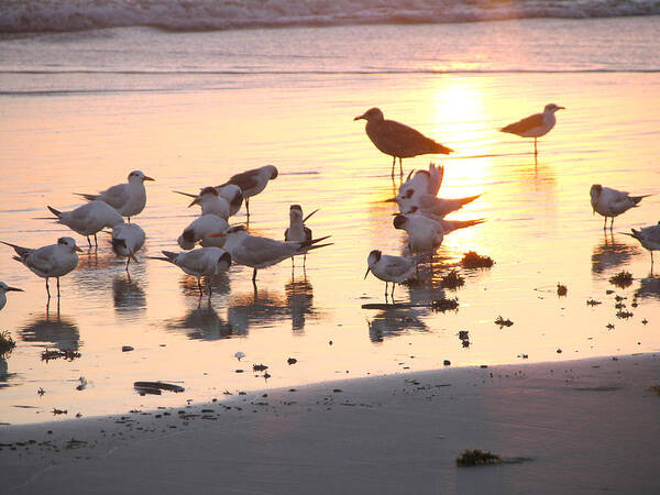 Beach Photos Art Print featuring the photograph Terns At Sunrise With Seagull by Julianne Felton