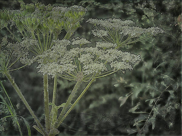 Textured Cow Parsnip Art Print featuring the photograph Textured Cow Parsnip by Sandra Foster