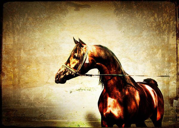 Horse Art Print featuring the digital art The Bay Stallion by Janice OConnor