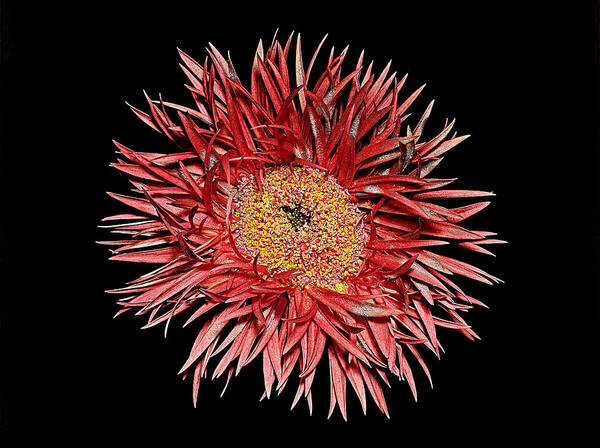 Flower Art Print featuring the photograph The Big Picture by Russell Brown