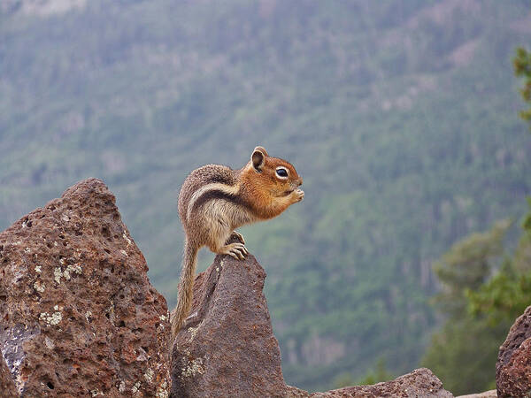 Animals Art Print featuring the photograph The Chipmunk by Ernest Echols