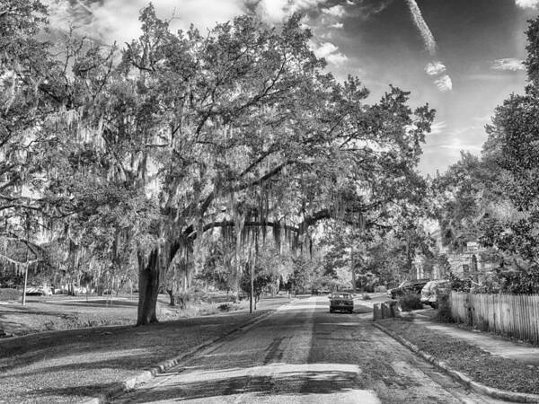 Gainesville Art Print featuring the photograph The Duck Pond Area by Howard Salmon