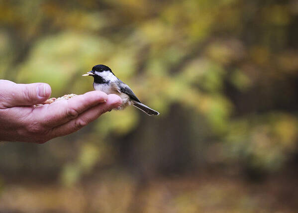 121020 Hilton Falls Bird Art Print featuring the photograph The friendly bird by Nick Mares