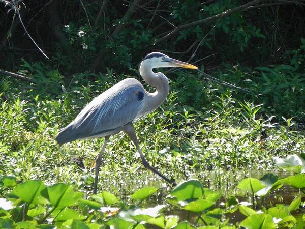 Bird Art Print featuring the photograph The Great Blue Heron by Cynthia N Couch