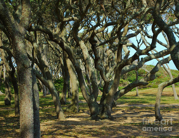 Brown Art Print featuring the photograph The Grove At Fort Fisher by Bob Sample