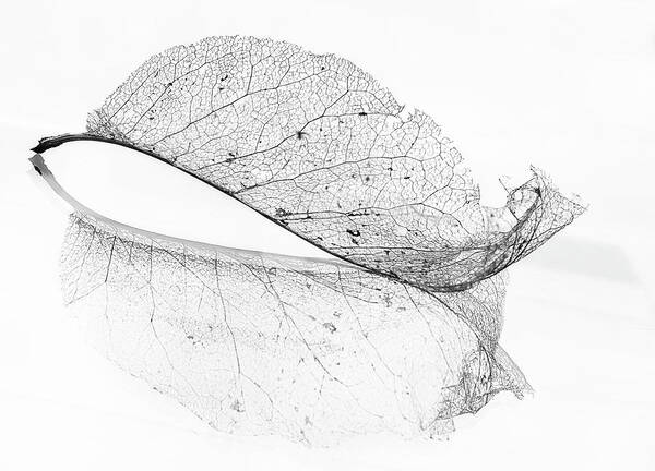 Leaf Art Print featuring the photograph The Old Leaf by Katarina Holmstr?m