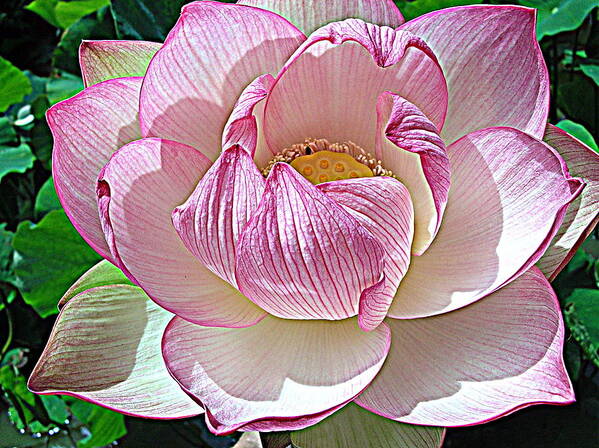  Pink Lotus Flower Art Print featuring the photograph The Sacred Lotus by Carol Skinner