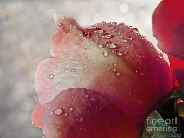  Nature Art Print featuring the photograph The soft kiss of dew II by Debbie Portwood