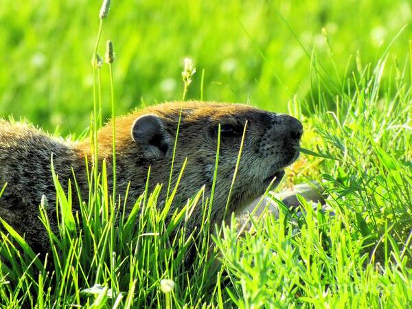Groundhog Art Print featuring the photograph The Sound Of Silence by Robyn King