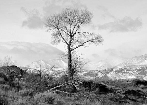 Tree Art Print featuring the photograph The Stark Tree in Black and White by Lisa Holland-Gillem