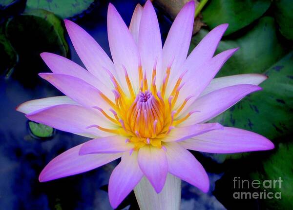 Water Lily Art Print featuring the photograph The Thousand Petaled Lily by Mary Deal