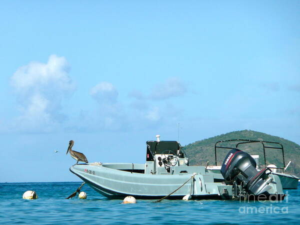 Boat Art Print featuring the photograph The Watching Bird by Rachel Gagne