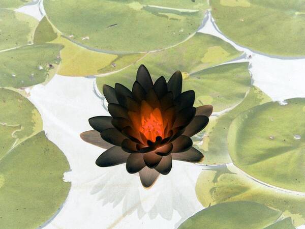 Water Lilies Art Print featuring the photograph The Water Lilies Collection - PhotoPower 1034 by Pamela Critchlow