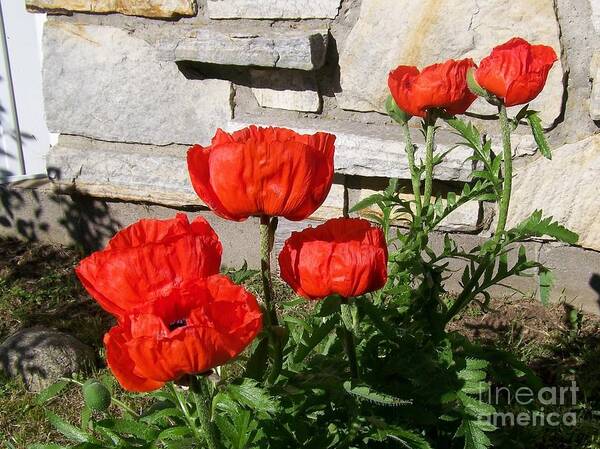 Poppies Art Print featuring the photograph The whole litter.... by Jackie Mueller-Jones