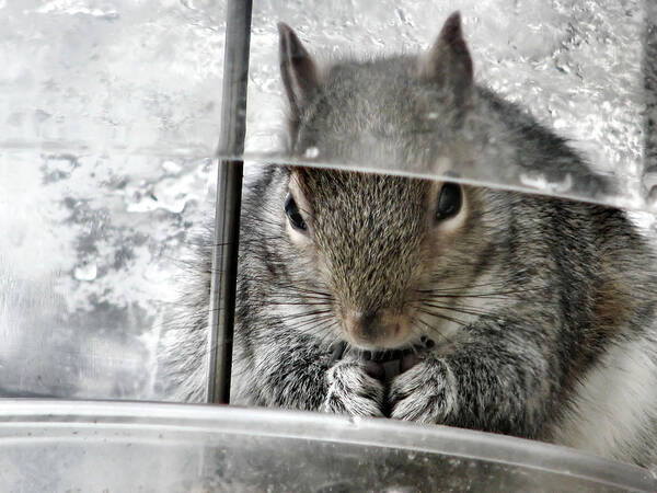 Squirrel Art Print featuring the photograph Thief In The Birdfeeder by Rory Siegel