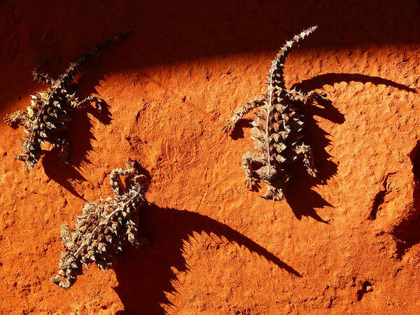 Desert Art Print featuring the photograph Thorny Devils by Evelyn Tambour
