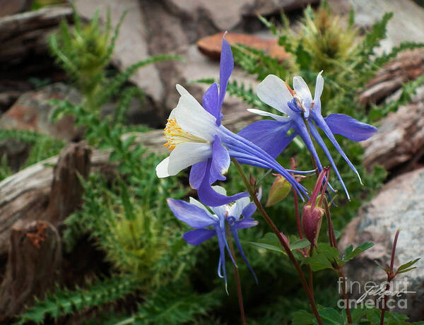 Columbine Art Print featuring the photograph Three Columbine by Bon and Jim Fillpot