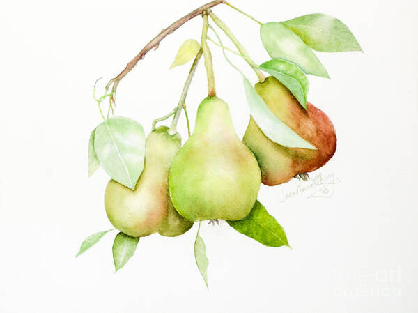 Watercolor Art Print featuring the painting Three Pears by Jean A Chang