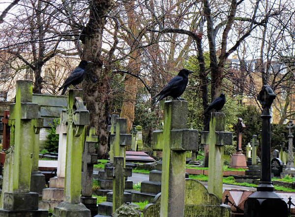 Brompton Cemetery Art Print featuring the photograph Three Ravens by Gia Marie Houck