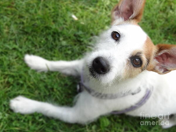 Jack Russell Art Print featuring the photograph Throw it again by Laurel Best