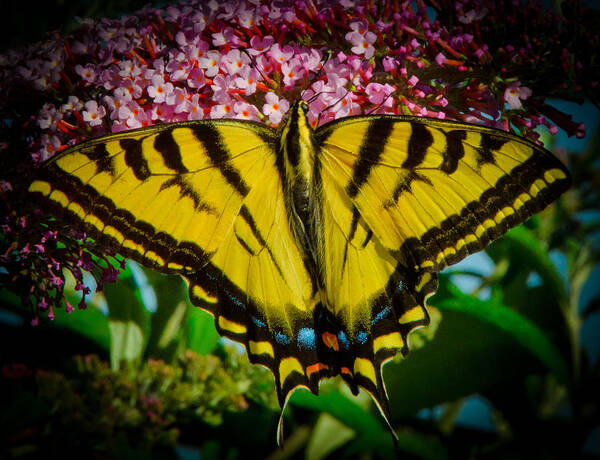 Swallowtail Art Print featuring the photograph Tiger Swallowtail by Janis Knight
